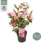 Image de Camellia jap. 'Spring Festival'