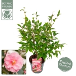 Image de Camellia jap. 'Spring Festival'