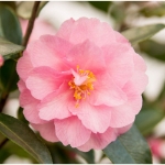 Image de Camellia jap. 'Spring Festival'