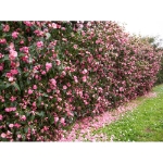 Image de Camellia jap. 'Spring Festival'