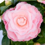 Image de Camellia jap. 'Nuccio's Cameo'