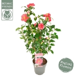 Image de Camellia ret. 'Mary Williams'