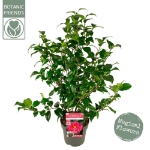 Image de Camellia ret. 'Mary Williams'