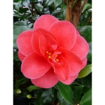 Image de Camellia ret. 'Mary Williams'