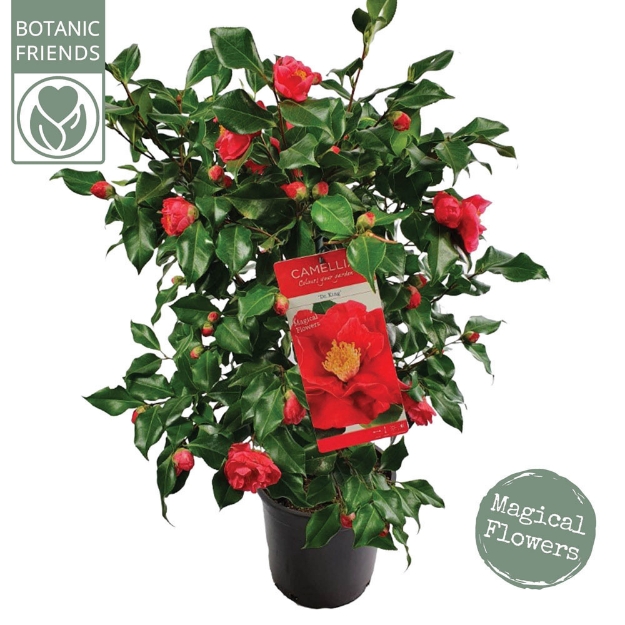 Image de Camellia jap. 'Dr. King'