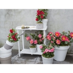 Image de Camellia jap. 'Dr. King'