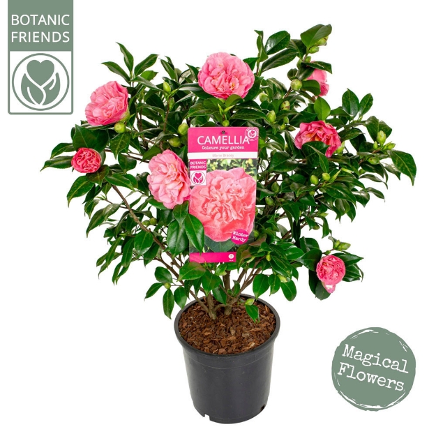 Image de Camellia jap. 'Marie Bracey'