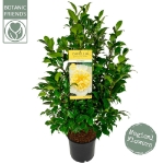 Image de Camellia wil. 'Jury's Yellow'