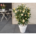 Image de Camellia wil. 'Jury's Yellow'