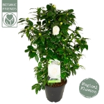 Image de Camellia jap. 'Matterhorn'