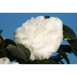 Image de Camellia jap. 'Matterhorn'