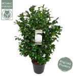 Image de Camellia jap. 'Centifolia Alba'