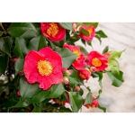 Image de Camellia jap. 'Dr. King'