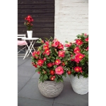 Image de Camellia jap. 'Dr. King'