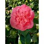 Image de Camellia jap. 'Marie Bracey'