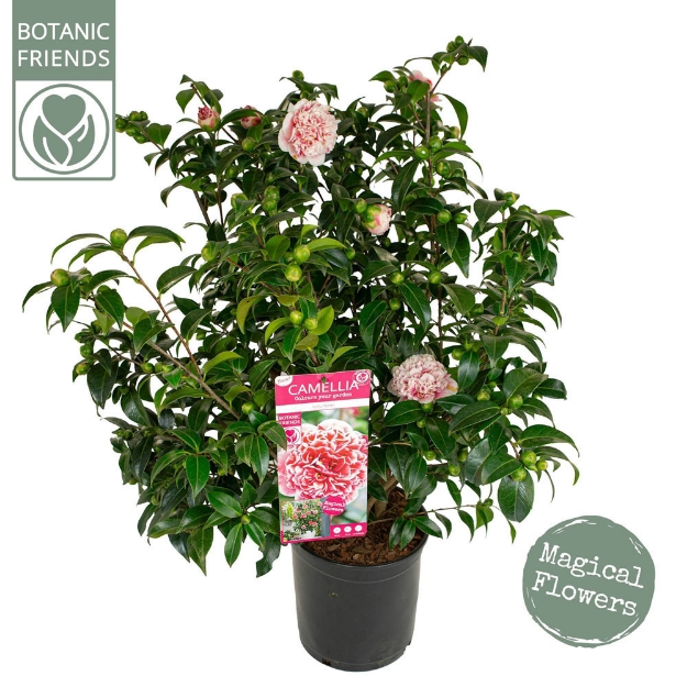 Image de Camellia jap. 'Volunteer'® (PBR)