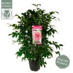 Image de Camellia jap. 'Volunteer'® (PBR)
