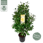 Image de Camellia wil. 'Jury's Yellow'