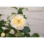 Image de Camellia wil. 'Jury's Yellow'