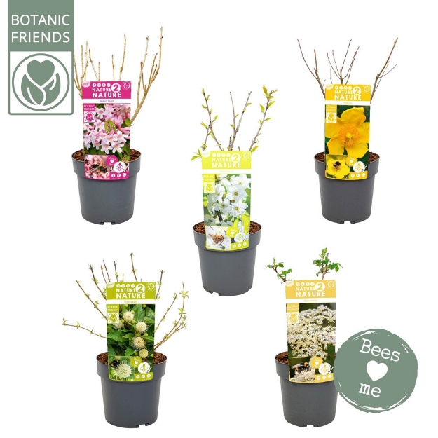 Image de Cephalanthus occ. 'Magical Moonlight' (PBR)