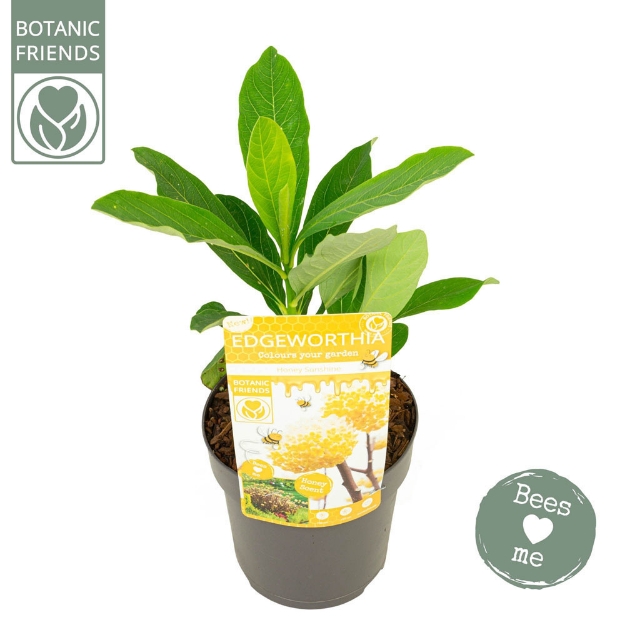 Image de Edgeworthia chrysantha 'Honey Sunshine’