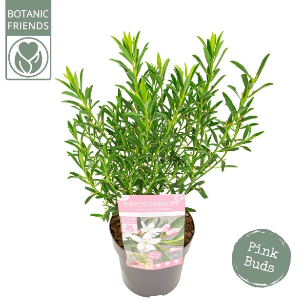 Image de Eriostemon my. 'Flower Girl Pink' (PBR)