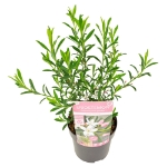 Image de Eriostemon my. 'Flower Girl Pink' (PBR)