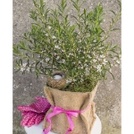 Image de Eriostemon my. 'Flower Girl Pink' (PBR)