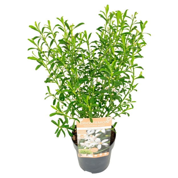 Image de Eriostemon my. 'Flower Girl White' (PBR)