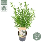 Image de Eriostemon my. 'Flower Girl White' (PBR)