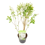 Image de Exochorda mac. 'Magical Springtime' (PBR)