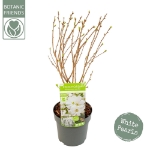 Image de Exochorda mac. 'Magical Springtime' (PBR)