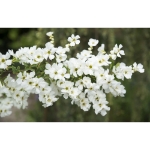 Image de Exochorda mac. 'Magical Springtime' (PBR)