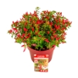 Image de Fuchsia 'Chilli Red' (PBR)