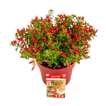 Image de Fuchsia 'Chilli Red' (PBR)