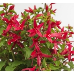 Image de Fuchsia 'Chilli Red' (PBR)