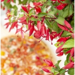 Image de Fuchsia 'Chilli Red' (PBR)