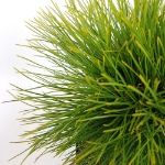 Image de Pinus nigra 'Summer Breeze'