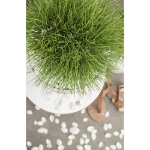 Image de Pinus nigra 'Summer Breeze'