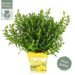 Image de Halimium lib. 'April Sun' (PBR)