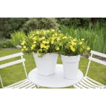 Image de Halimium lib. 'April Sun' (PBR)