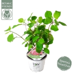 Image de Hydrangea arbo. 'Pink Annabelle'® (PBR)