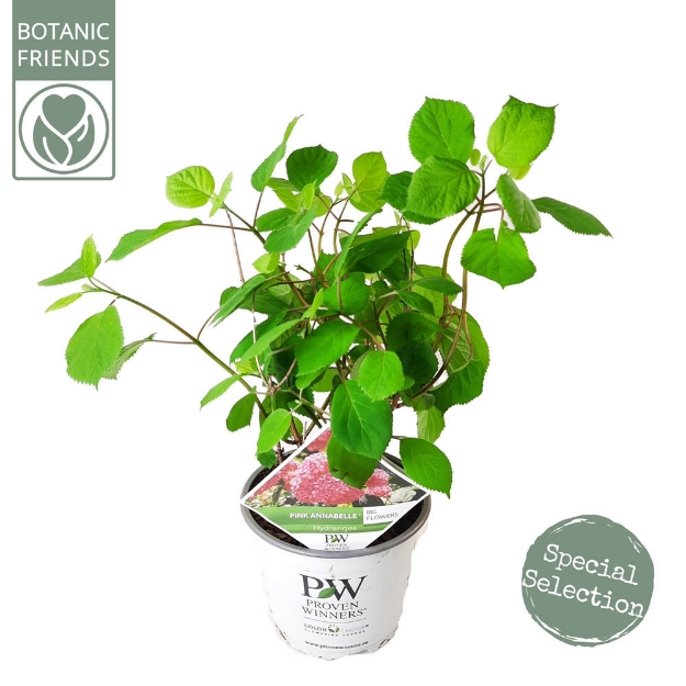 Image de Hydrangea arbo. 'Pink Annabelle'® (PBR)