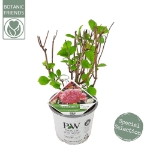 Image de Hydrangea arbo. 'Pink Annabelle'® (PBR)