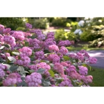 Image de Hydrangea arbo. 'Pink Annabelle'® (PBR)