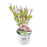 Image de Hydrangea arbo. 'Ruby Annabelle'® (PBR)