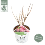 Image de Hydrangea arbo. 'Ruby Annabelle'® (PBR)