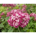 Image de Hydrangea arbo. 'Ruby Annabelle'® (PBR)
