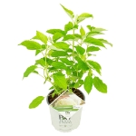 Image de Hydrangea arbo. 'Strong Annabelle'® (PBR)