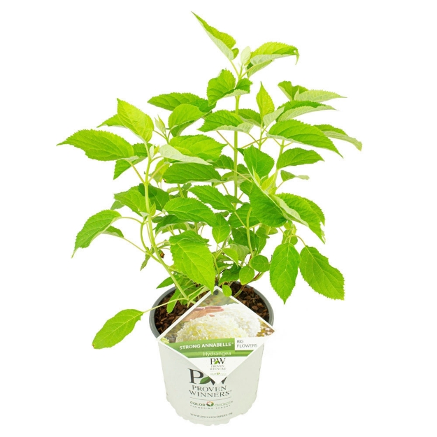 Image de Hydrangea arbo. 'Strong Annabelle'® (PBR)
